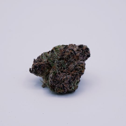 Electric Mimosa
