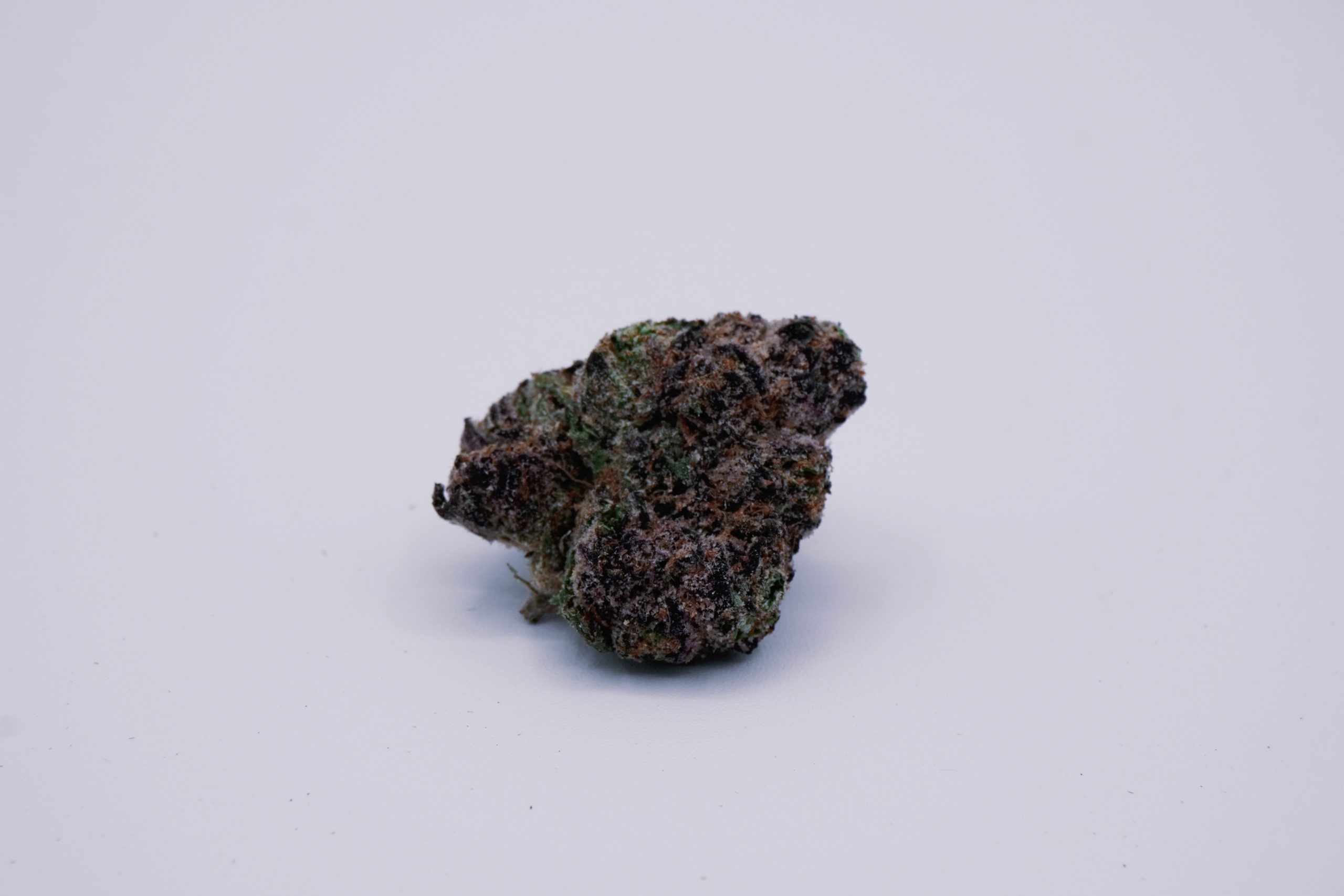 Electric Mimosa