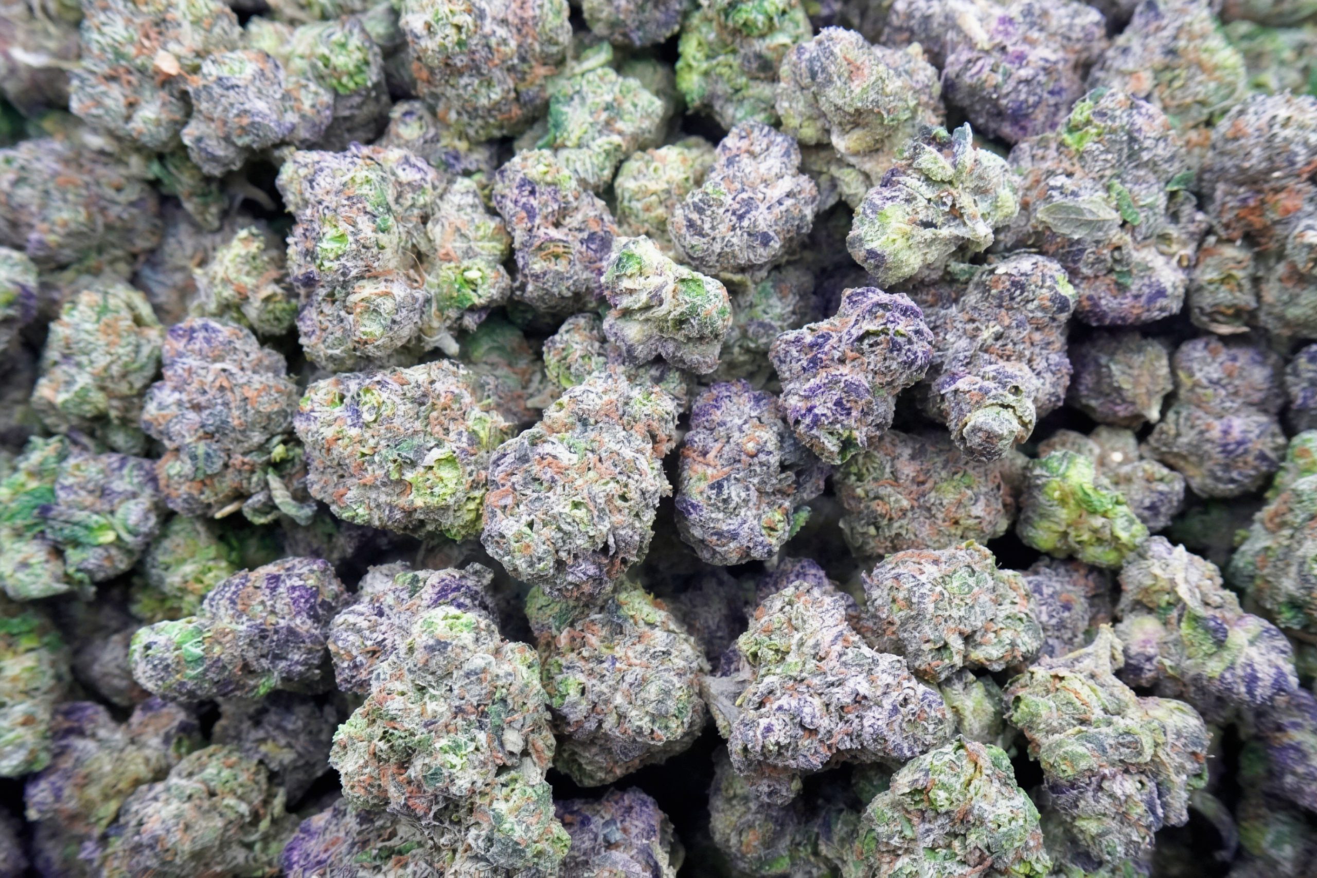 Electric Mimosa - Image 3