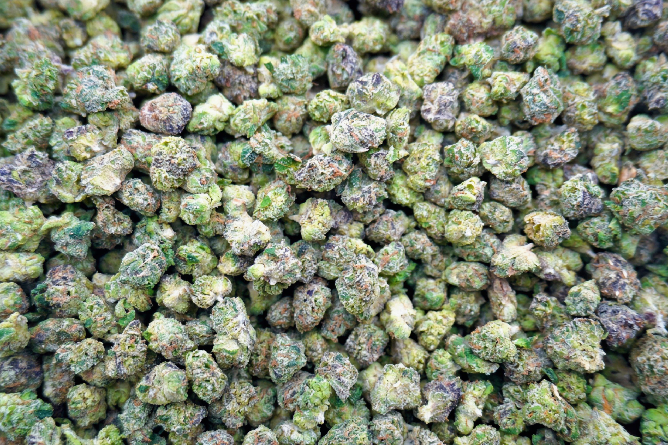 Hawaiian Snowcone Smalls - Image 2